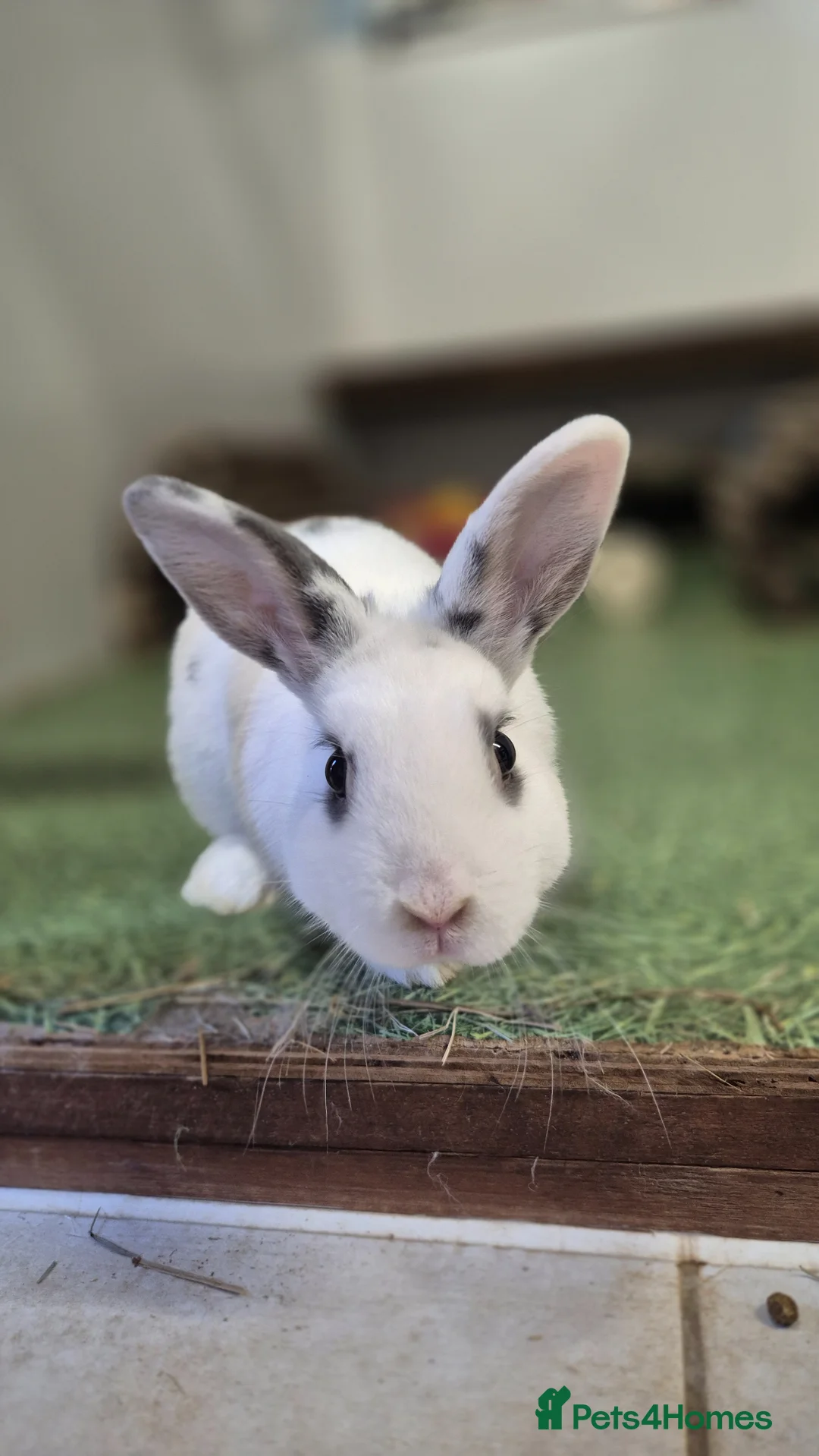 Mixed Breed rabbits for sale: Woody Nethie x English Spot - Advert 1