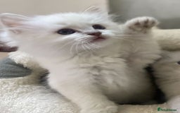 Ragdoll cats for sale: Adorable Ragdoll kittens - lilac sealpoint! 🐈 - Image 7