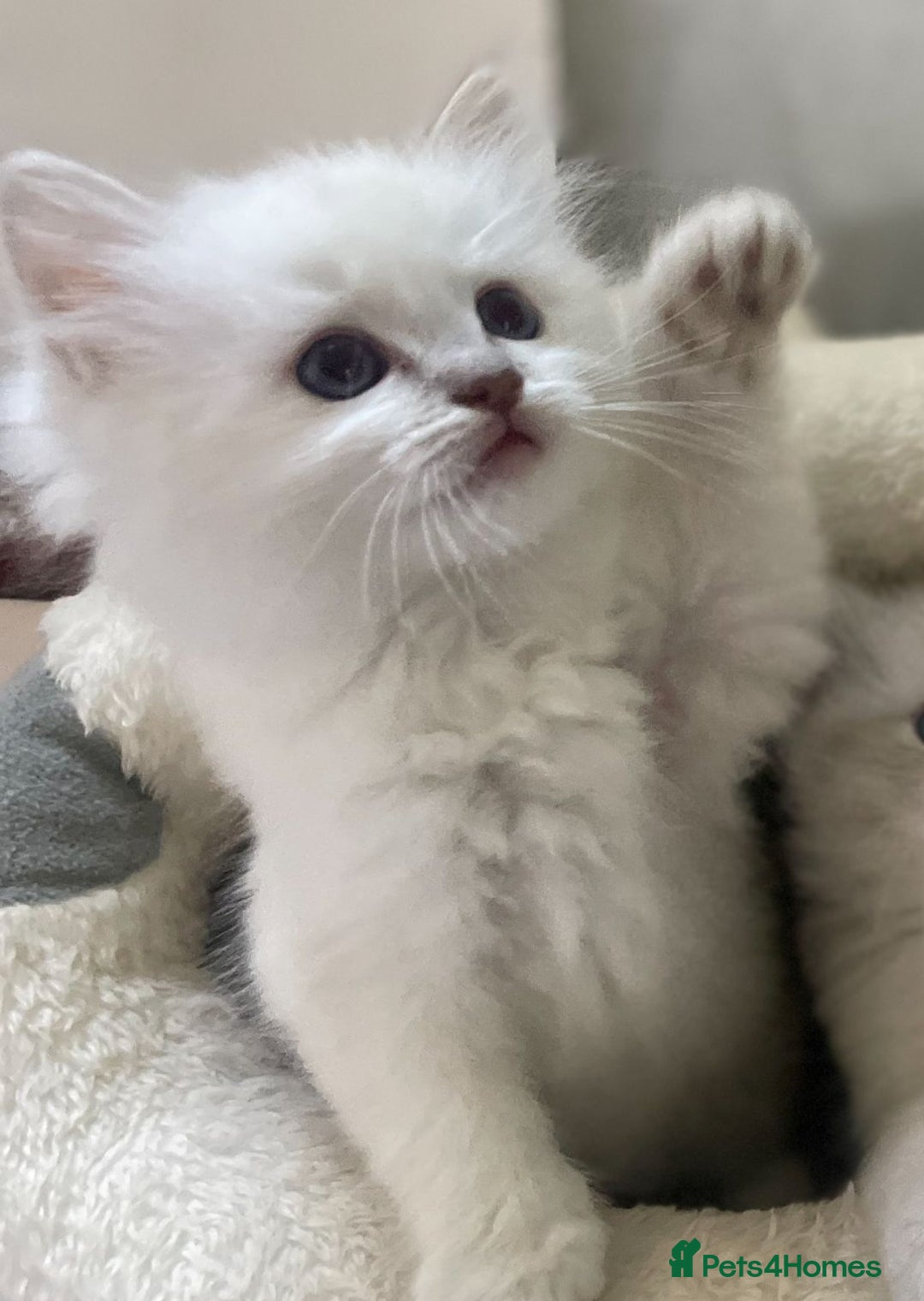 Ragdoll cats for sale: Adorable Ragdoll kittens - lilac sealpoint! 🐈 - Image 7