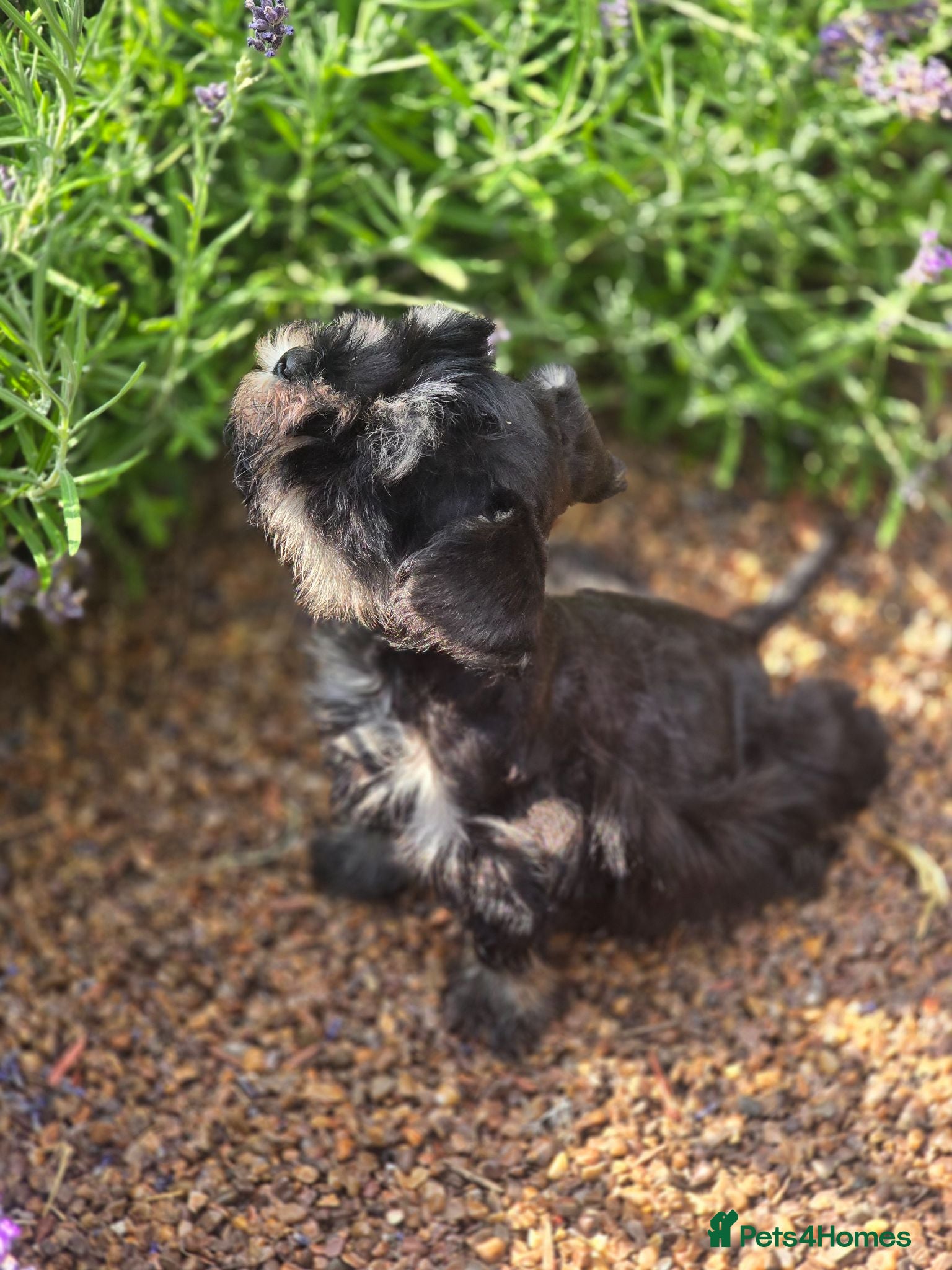 Miniature Schnauzer dogs Ready now Georgous Black &Silver Boy - Advert 5