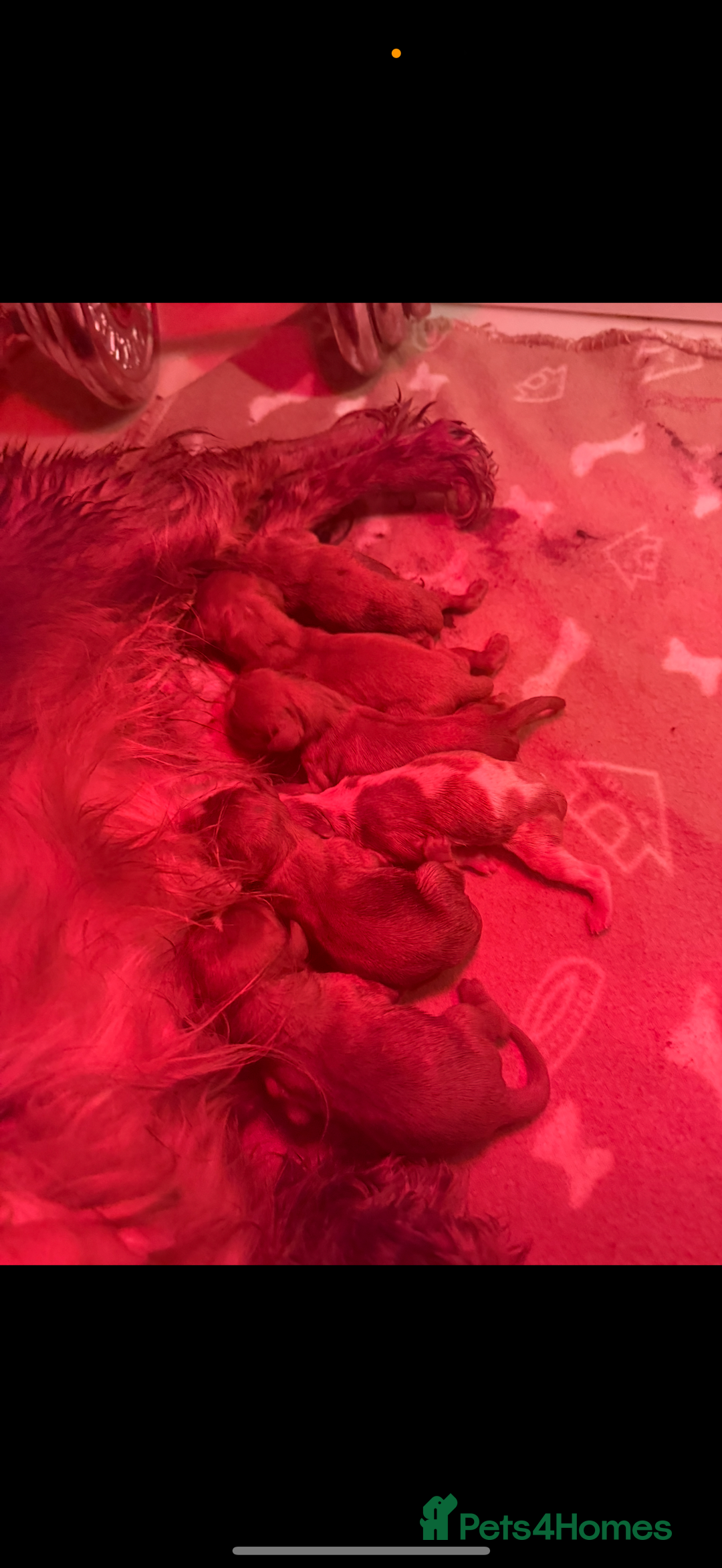 Cavalier King Charles Spaniel dogs for sale: Kc dna clear cavalier puppies available  - Image 2