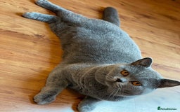 British Shorthair cats for sale: 💕British Shorthair Blue Kittens💕 - Image 32