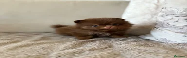 Pomeranian 2