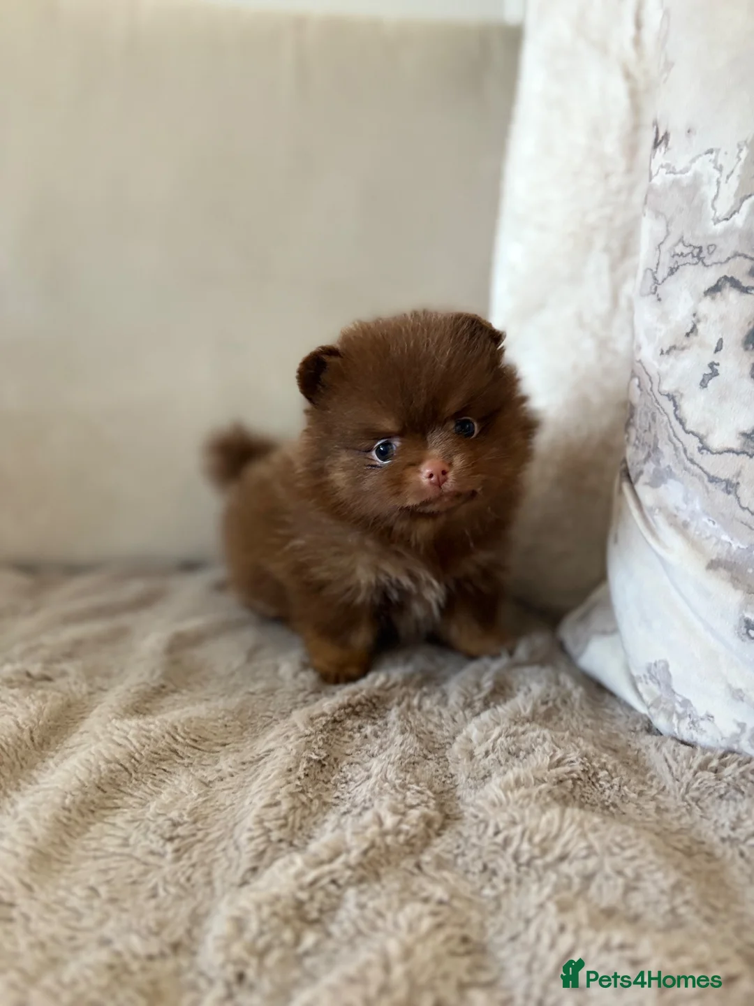 Pomeranian dogs for sale: Pomeranian Puppys merle male Choc&Tan girl 💕🐾 - Advert 13