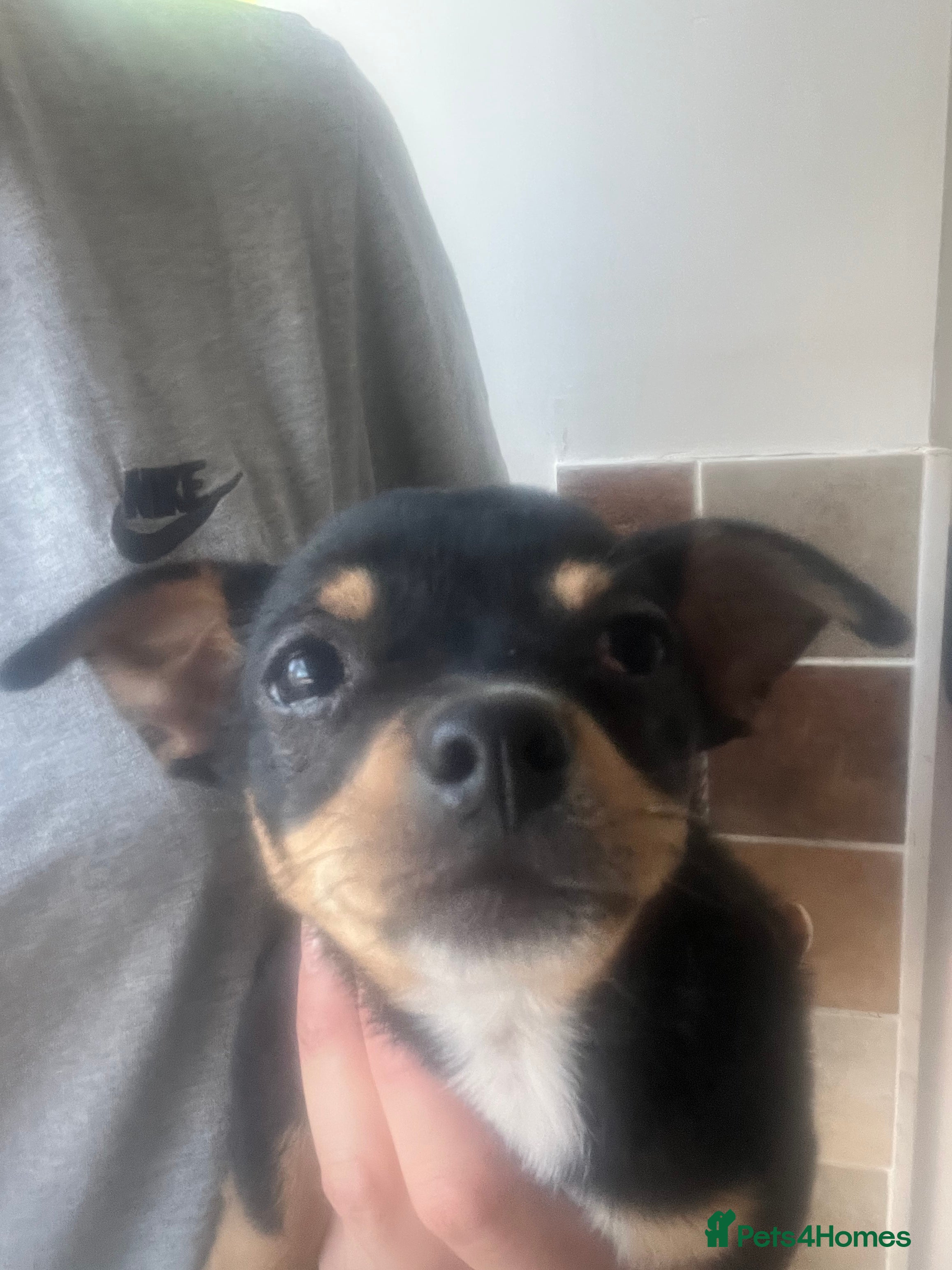 Chihuahua dogs for sale: 2 beautiful black boy chihuahuas  - Advert 2