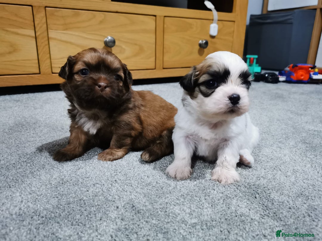 Shih Tzu dogs for stud: Kc Registered Shih Tzu for stud in Bournemouth - Advert 19