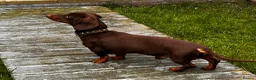 Miniature Dachshund dogs for stud: Chocolate/isabella miniature dachshund  in Darlington - Advert 9
