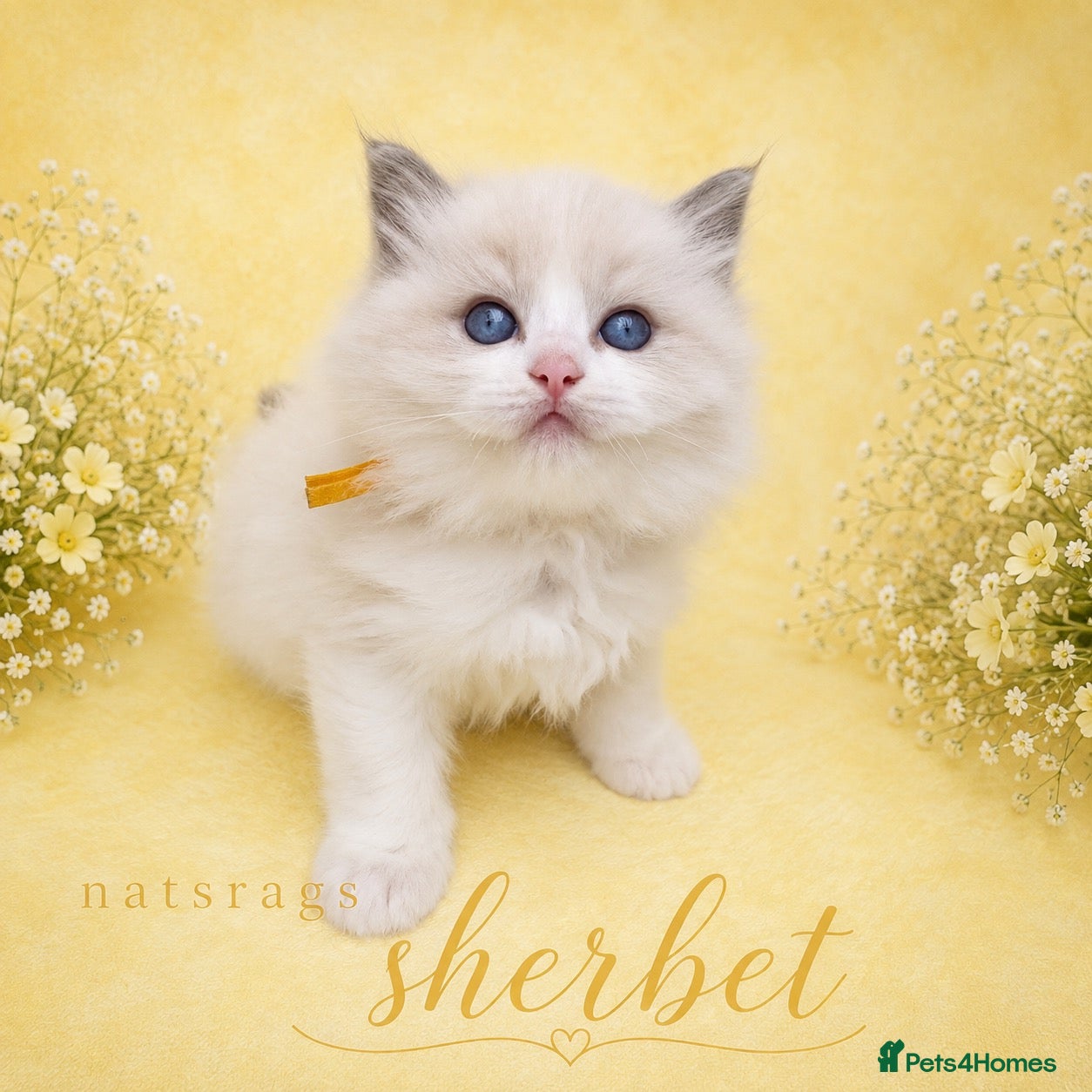 Ragdoll cats 🏆gccf (GRANDCHAMP) ragdoll kittens  - Advert 1