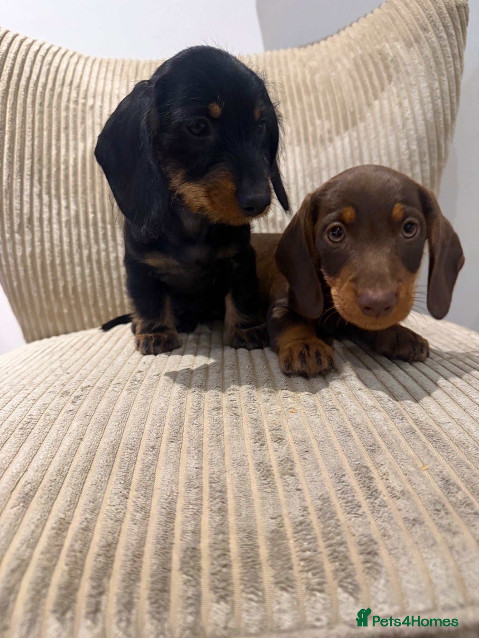 Miniature Dachshund dogs Miniature Wirehaired 5 Star Licensed Breeder   - Advert 1