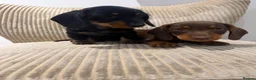 Miniature Dachshund dogs for sale: Miniature Wirehaired 5 Star Licensed Breeder   - Advert 1