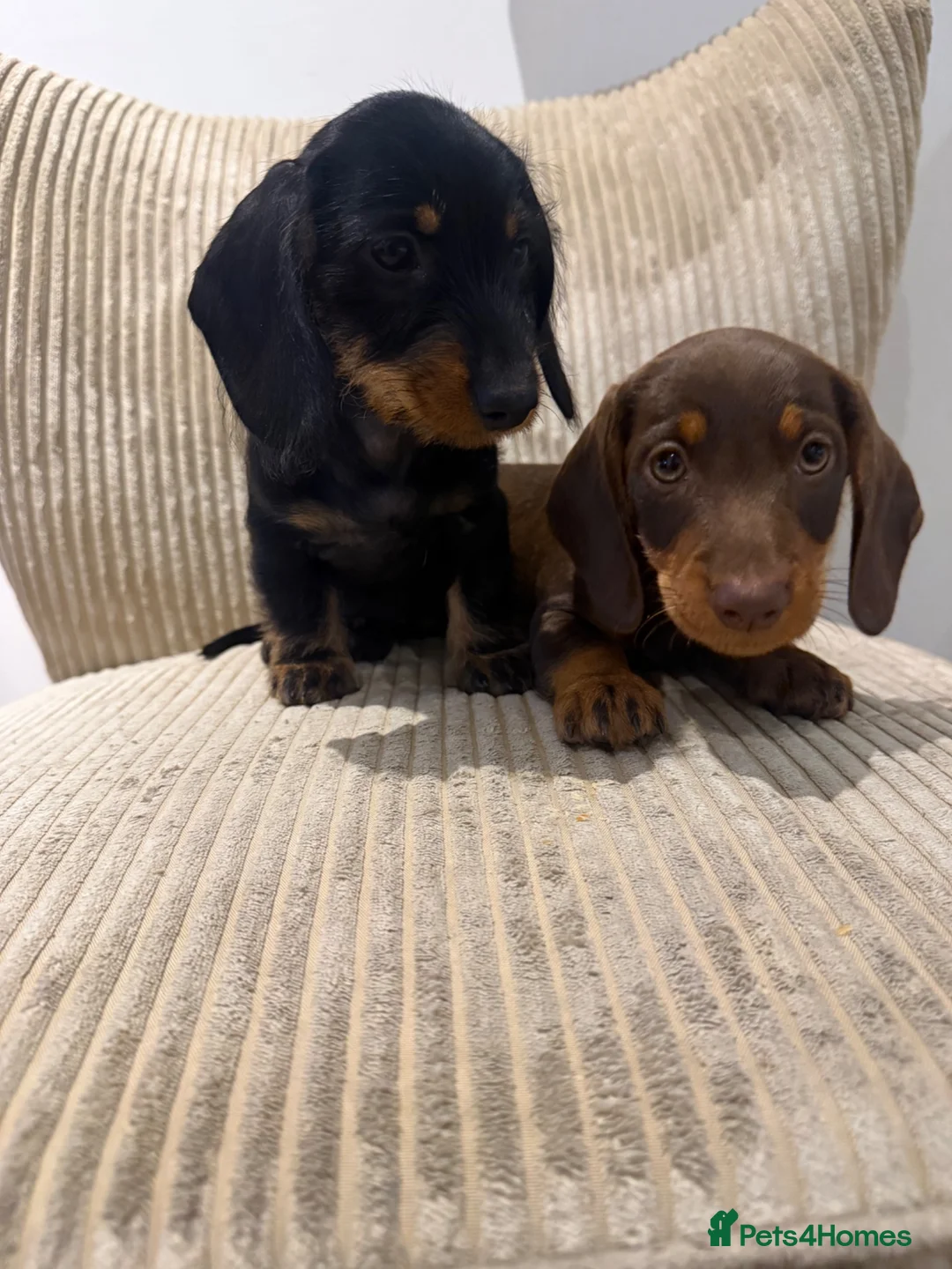 Miniature Dachshund dogs for sale: Miniature Wirehaired 5 Star Licensed Breeder   - Advert 1