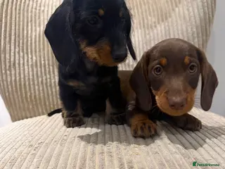 Miniature Dachshund dogs Miniature Wirehaired LAST BOY READY NOW - Advert 1