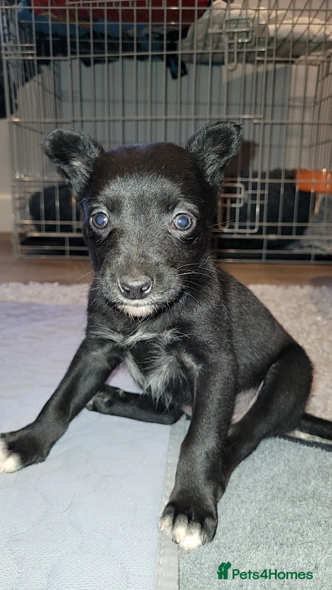 Mixed Breed dogs for sale: Collie cross Kelpie Puppies - Advert 7