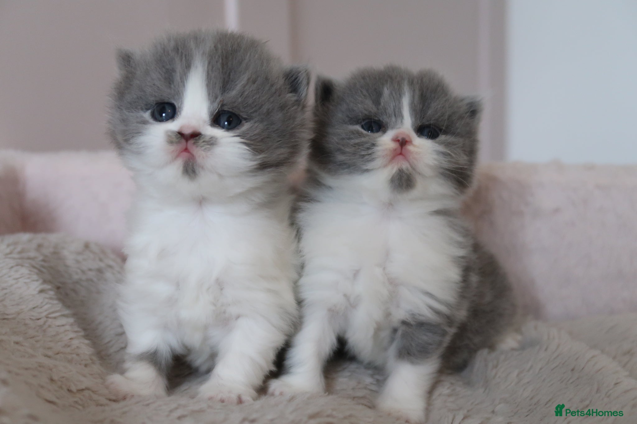 British Longhair cats for sale: British Longhair kittens - Advert 4