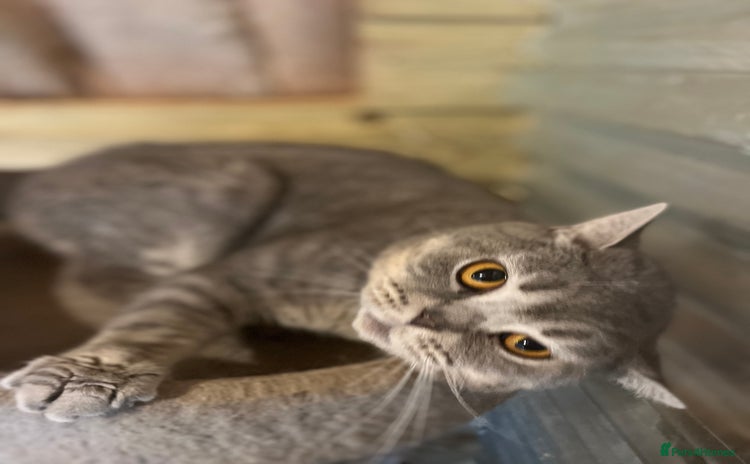 British Shorthair cats - Advert 8