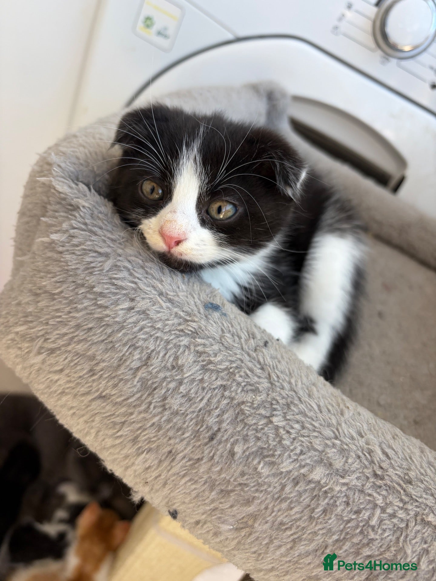 Scottish Fold cats 4 LEFT Beautiful Scottish Fold X Kittens - Advert 15