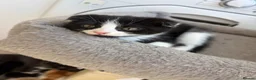Scottish Fold cats for sale: 2 LEFT Scottish Fold & Scottish Straight kittens  - Advert 12