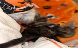 Mixed Breed cats for sale: Tabby and black kittens  - Image 14