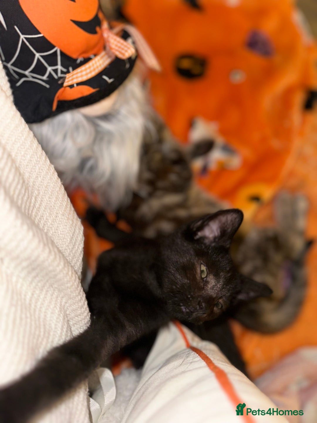Mixed Breed cats for sale: Tabby and black kittens  - Image 14