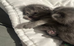 Maine Coon cats for sale: Kittens  - Image 8