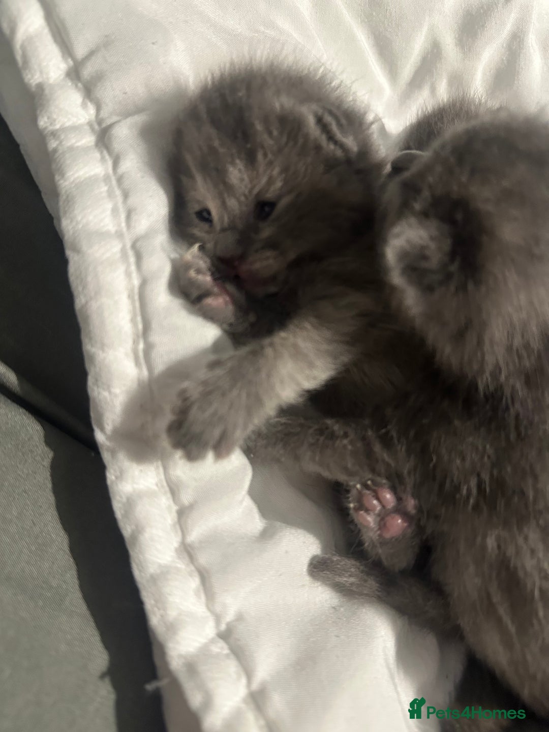 Maine Coon cats for sale: Kittens  - Image 8