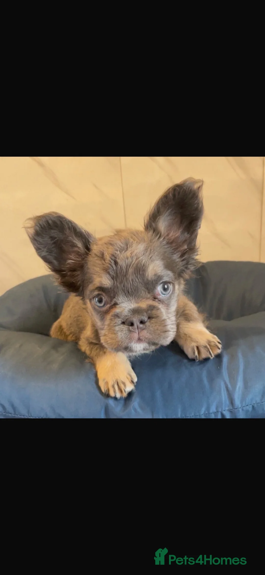 French Bulldog dogs for sale: Female Fluffy French BullDog in Telford - Advert 7