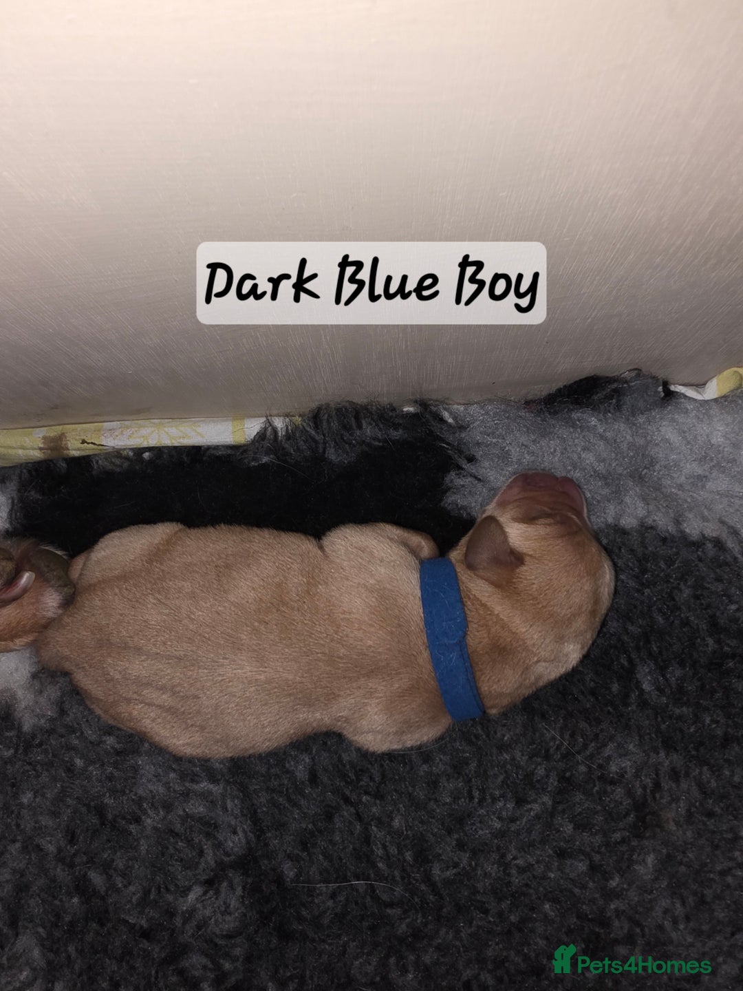 Labrador Retriever dogs for sale: Gorgeous Labrador puppies - Advert 18