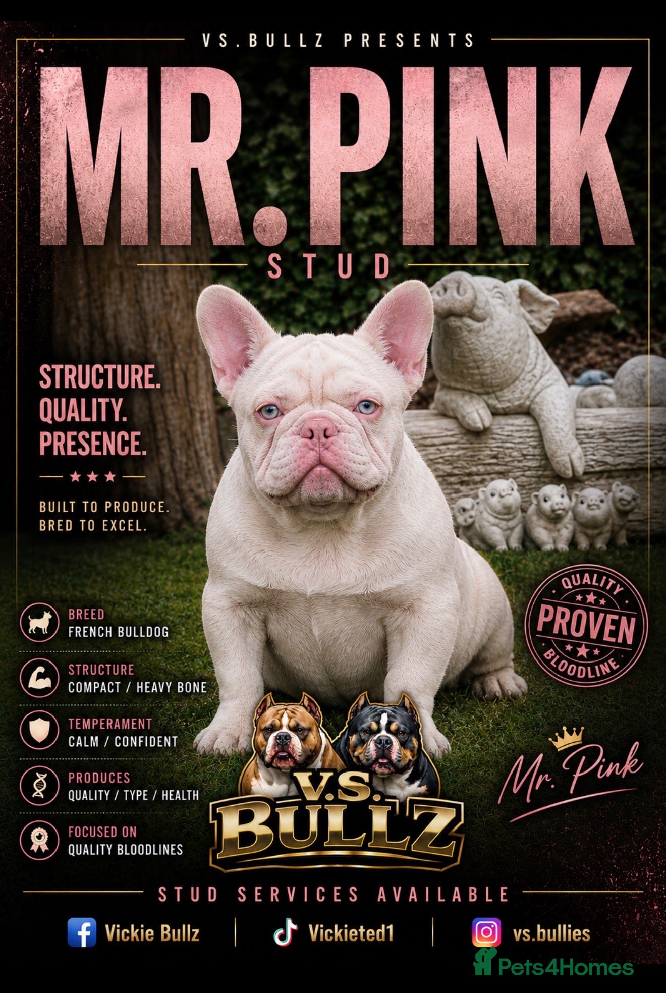 French Bulldog dogs Mr pink  - Advert 1