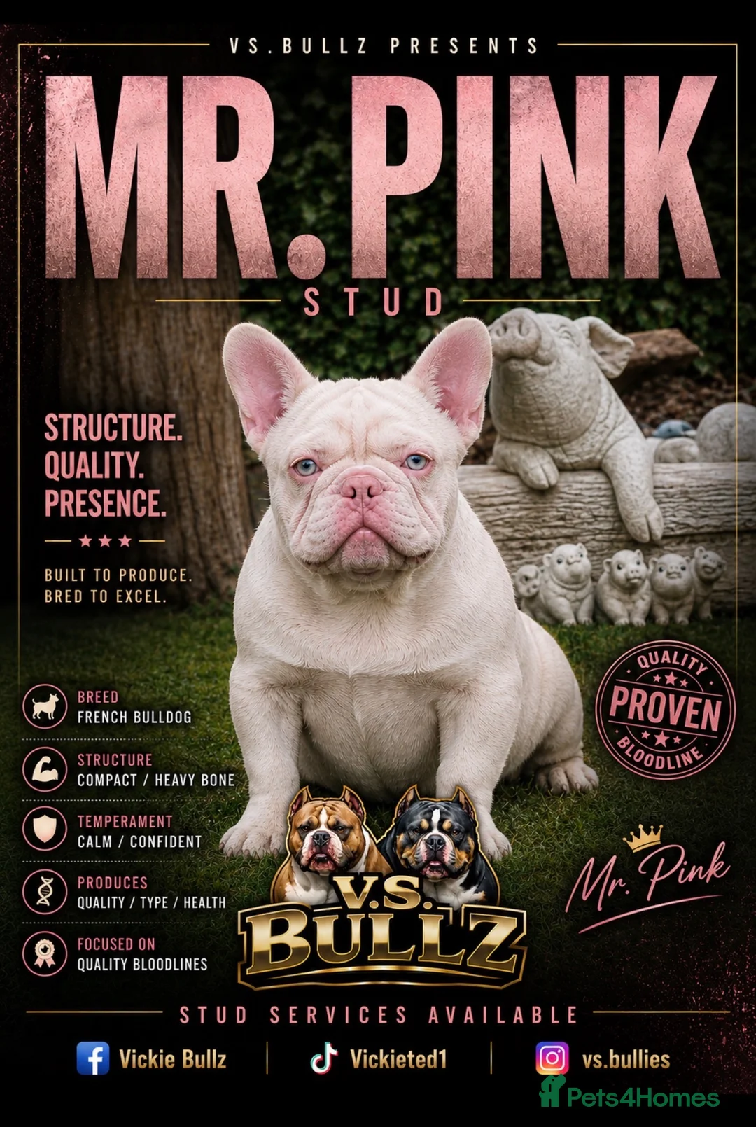 French Bulldog dogs for stud: Mr pink  - Advert 1