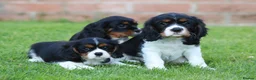 Cavalier King Charles Spaniel dogs for sale: Beautiful Cavalier King Charles Spaniel puppies - Advert 15