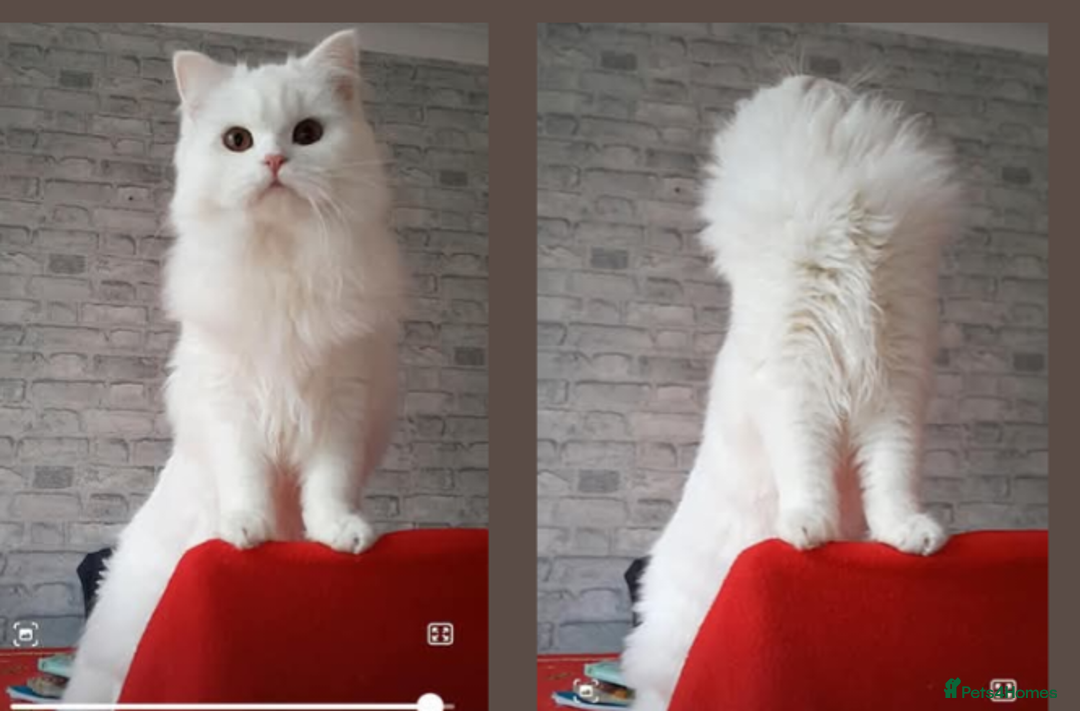 Maine Coon cats for sale: White female mainecoon kitten - Image 10
