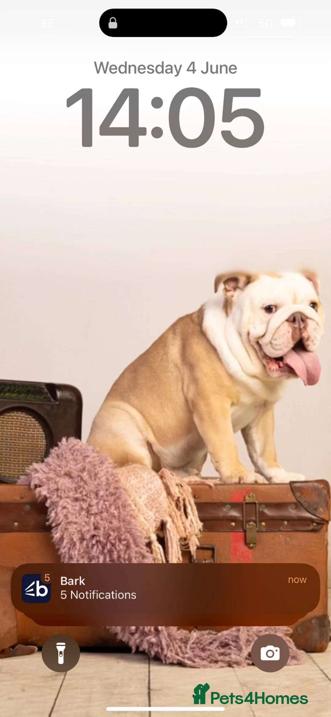 English Bulldog dogs for sale: Ernie  in London - Advert 1