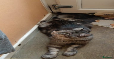 Maine Coon cats - Advert 11