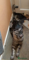Maine Coon cats - Advert 4