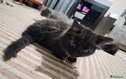 Mixed Breed cats for sale: Adorable fluffy kittens looking for a new home. - Image 22