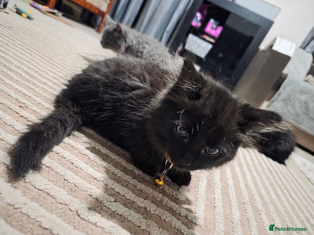 Mixed Breed cats for sale: Adorable fluffy kittens looking for a new home. - Image 22