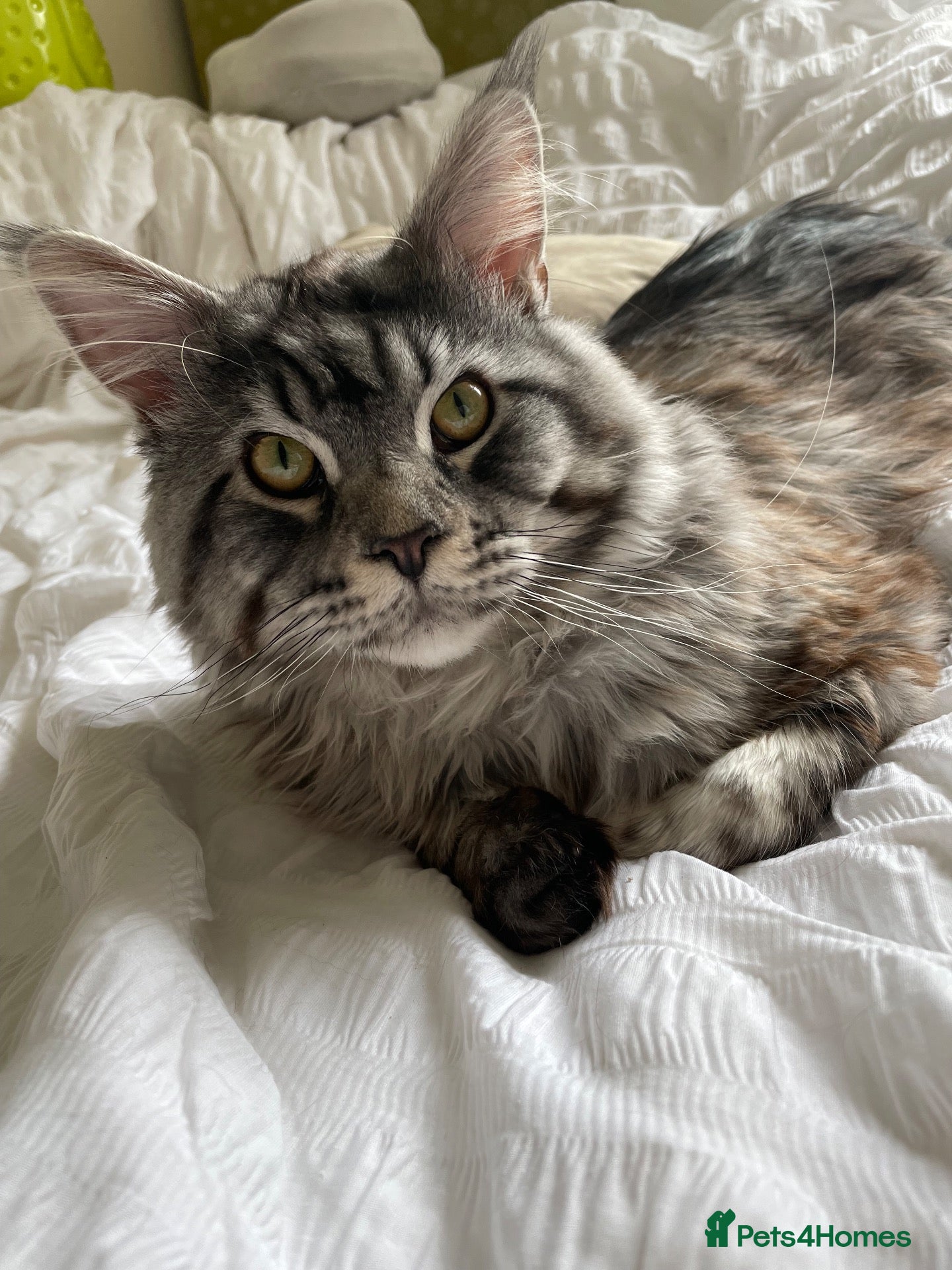 Maine Coon cats Male Maine coon for adoption  - Advert 1