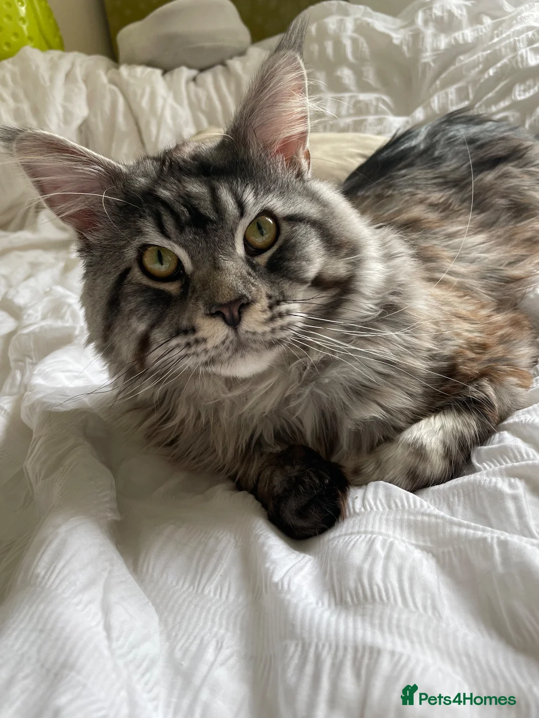 Maine Coon cats for sale: Male Maine coon for adoption  - Advert 1