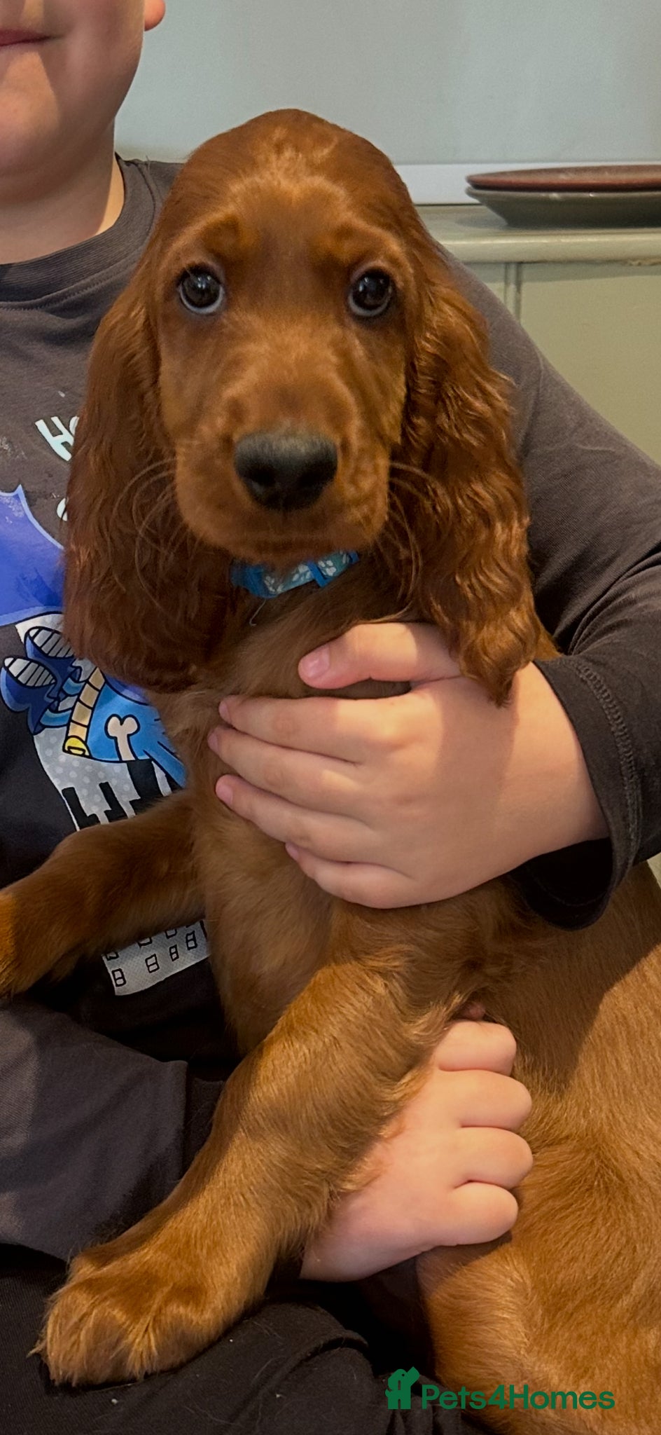 Irish Setter dogs READY NOW 🩵🩷 KC Registered Irish Setter Puppies - Advert 10