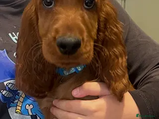 Irish Setter dogs READY NOW 🩵🩷 KC Registered Irish Setter Puppies - Advert 14