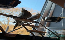 Cockatiels birds for sale: X2 cockatiels  - Image 5