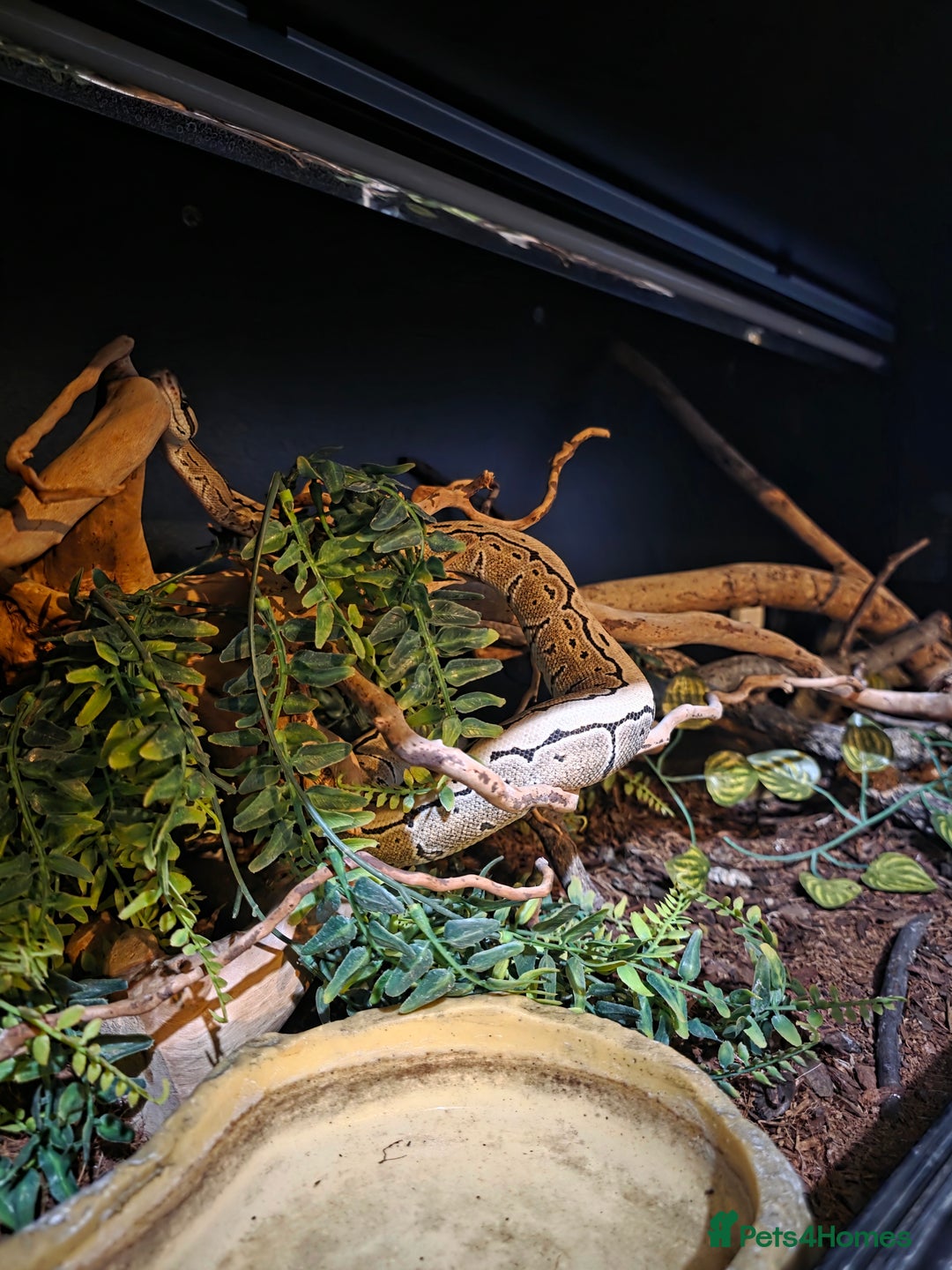 Python Snake reptiles for sale: Lovely royal python for sale.  - Advert 3