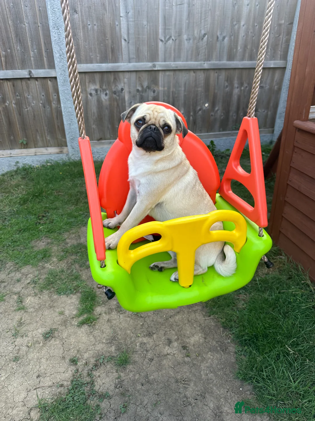 Pug dogs for stud: Looking for stud in Ilford - Advert 8