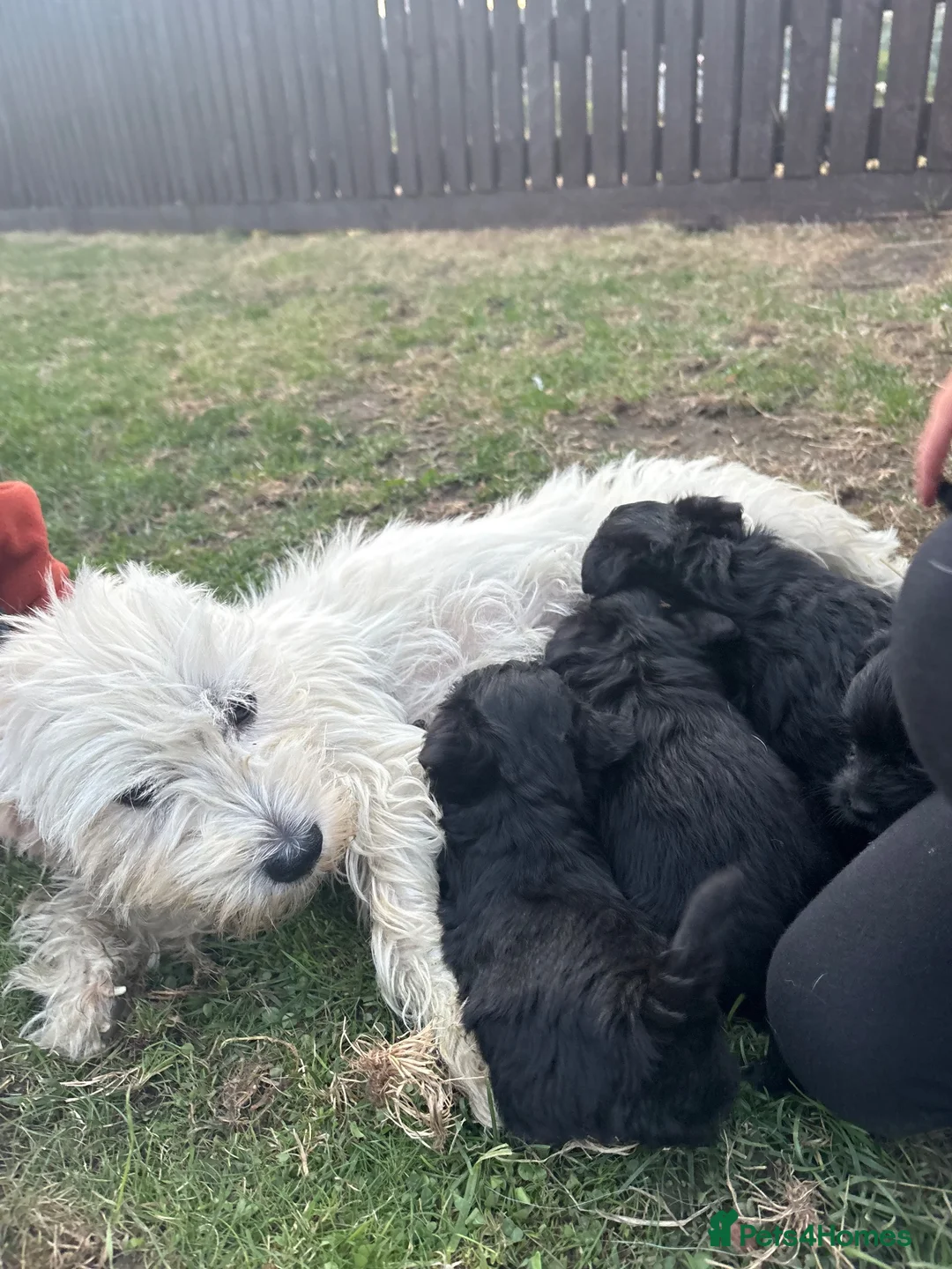 Westiepoo dogs for sale: Westipoo puppies 🐶🐶  - Advert 23