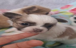 Chihuahua dogs for sale: Long Coat Chihuahua puppies - Image 22