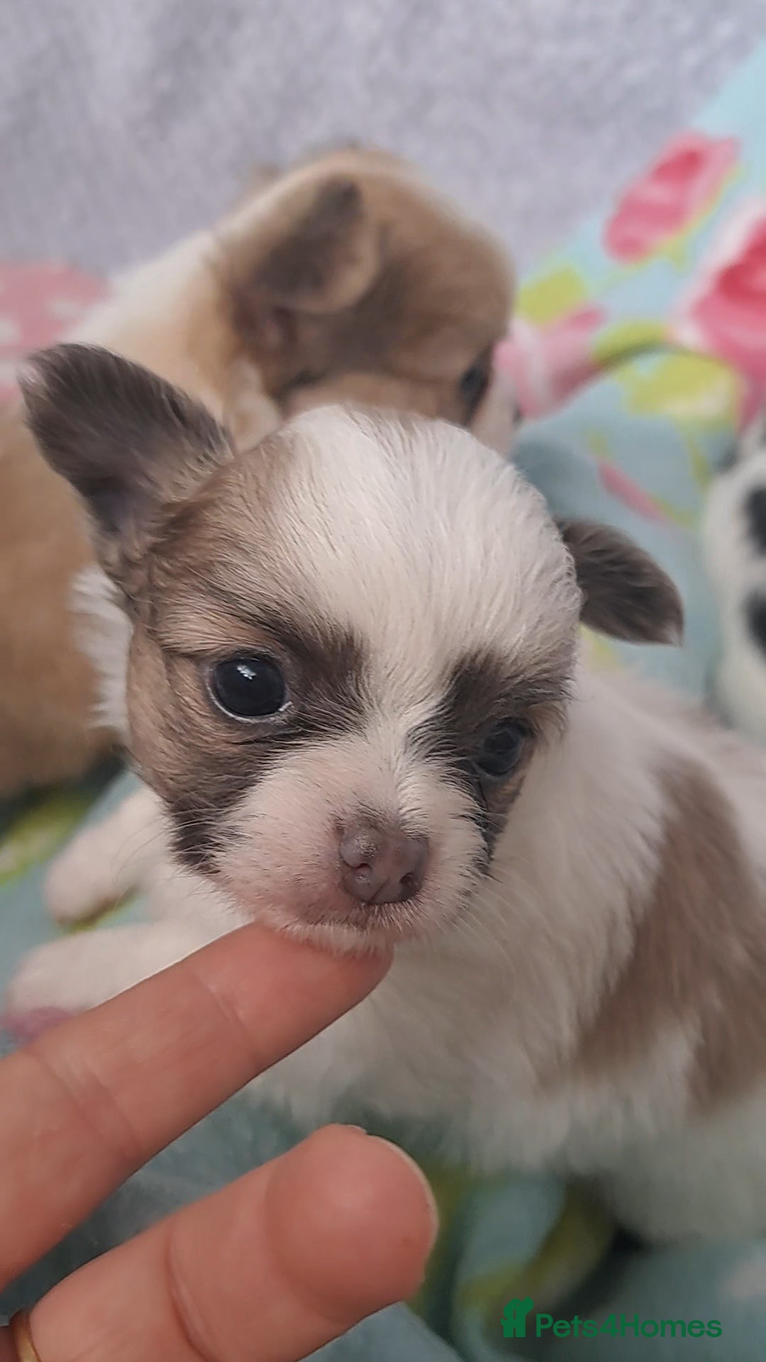 Chihuahua dogs for sale: Long Coat Chihuahua puppies - Image 22