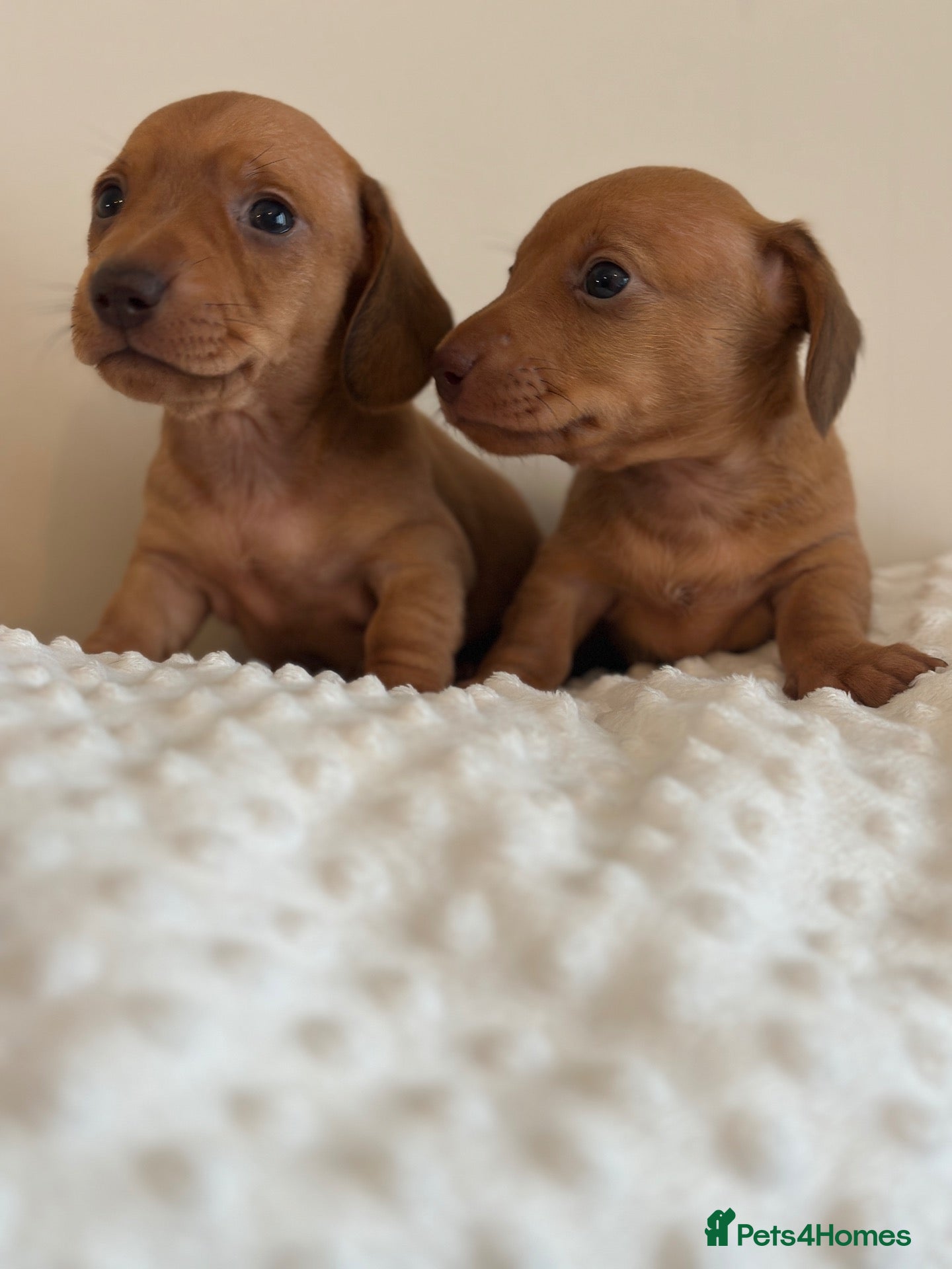 Miniature Dachshund dogs for sale: 🎄exceptional KC PRA clear miniature dachshunds   - Advert 1