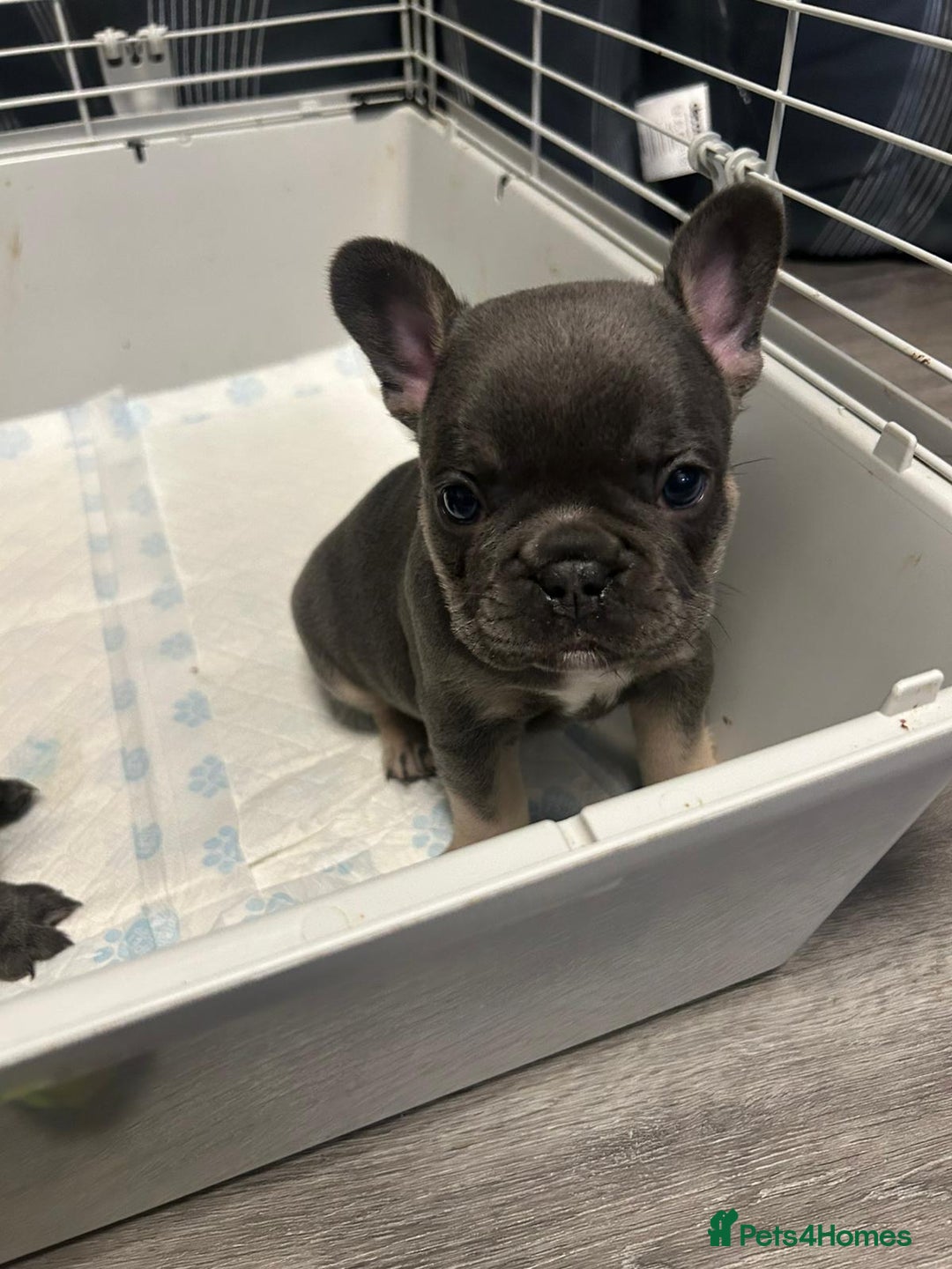 French Bulldog dogs for sale: Beautiful looking French bulldog puppies - Advert 11