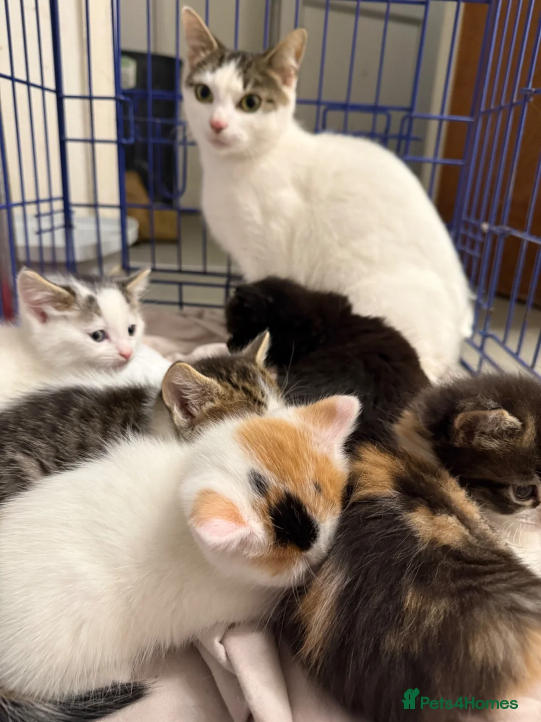 Maine Coon cats for sale: Half Maine Coon Kittens  - Advert 6