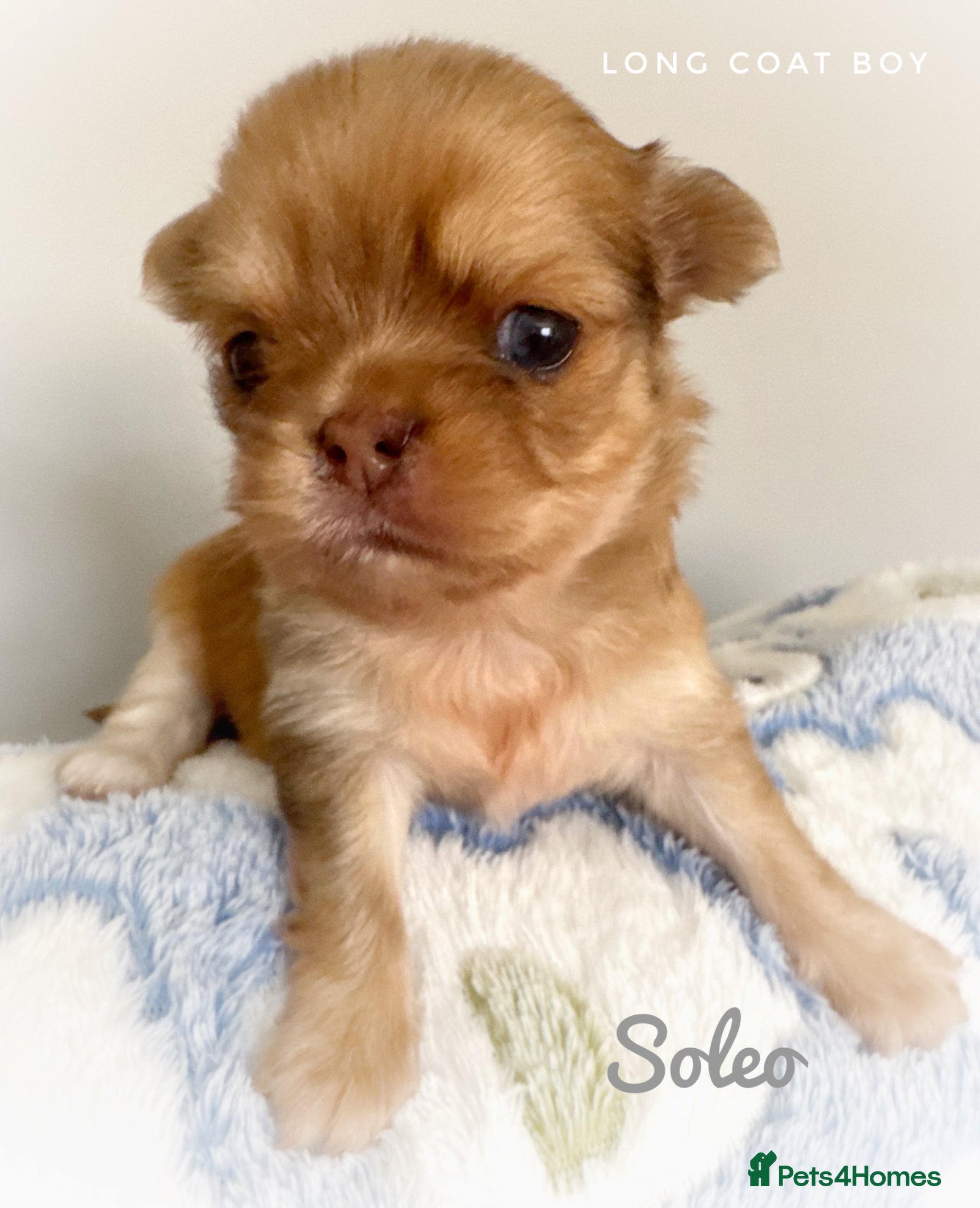 Chihuahua dogs Chihuahua puppies chocolate merle  - Advert 1